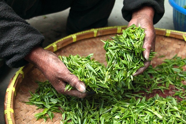 巴基斯坦和埃及的茶饮者减少对肯尼茶叶出口的需求