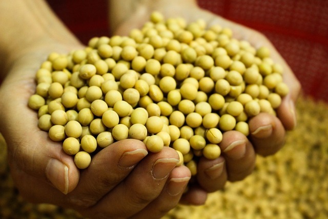 美国大豆饲料出口破纪录：阿根廷大豆收成惨淡助力美国销售飙升